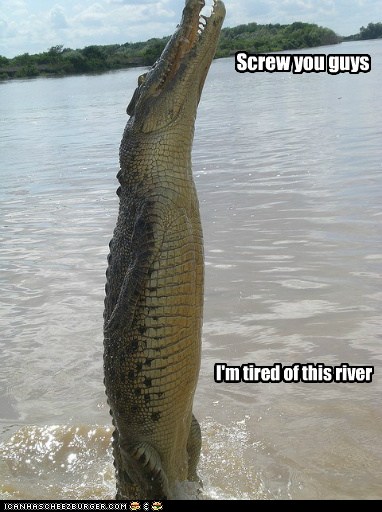 This crocodile/alligator/whatever ate the title - Animal Comedy ...