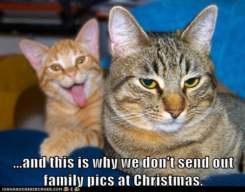 family cat meme