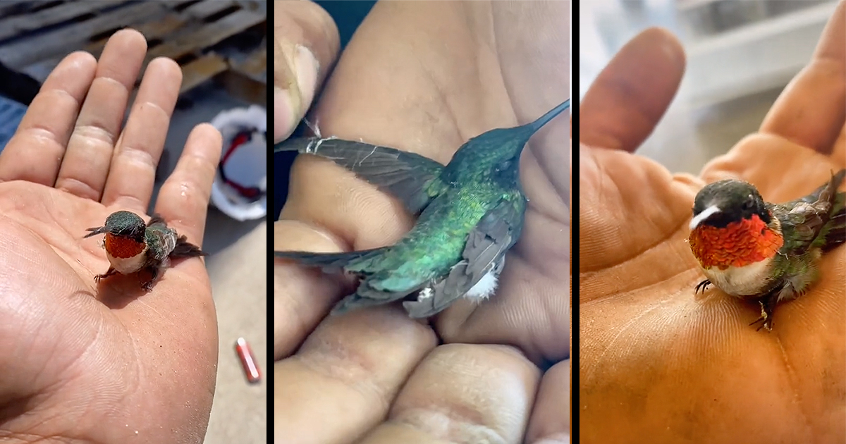 Construction Worker Goes Viral for Saving a Hummingbird Tangled in ...
