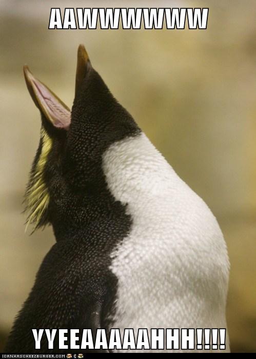 Animal Comedy - yay - Animal Comedy - Animal Comedy, funny animals
