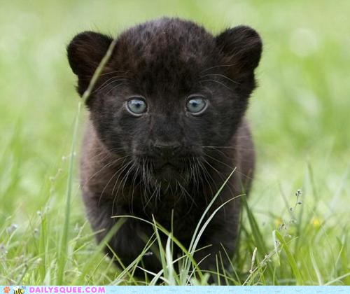 baby black puma