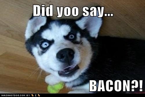 BACON! - I Has A Hotdog - Dog Pictures - Funny pictures of dogs - Dog ...