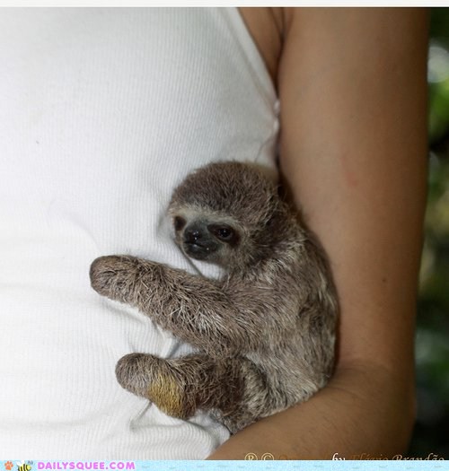 Tiniest Sloth Hug Daily Squee Cute Animals Cute Baby Animals