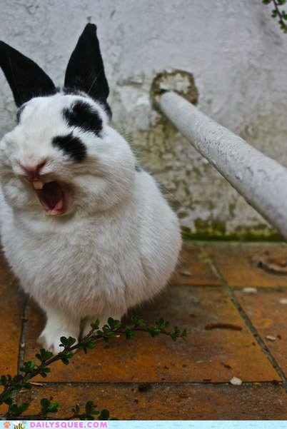 Bunny Yawn - Daily Squee - Cute Animals - Cute Baby Animals - Cute