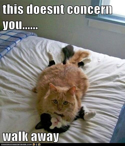 This Doesnt Concern You Lolcats Lol Cat Memes Funny Cats Funny Cat Pictures With