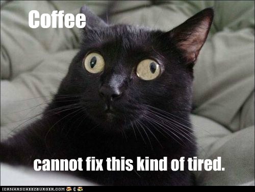 tired coffee cat