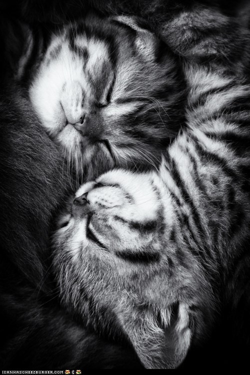 Cyoot Kittehs of teh Day: Dreaming in Black and White - I Can Has ...