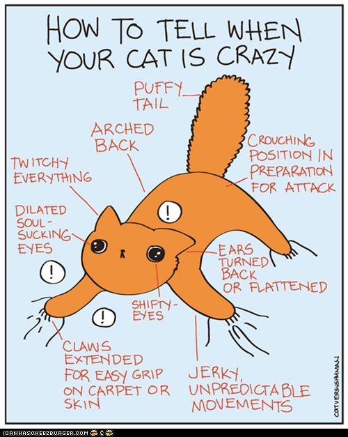 How to Tell When Your Cat Is Crazy I Can Has Cheezburger?