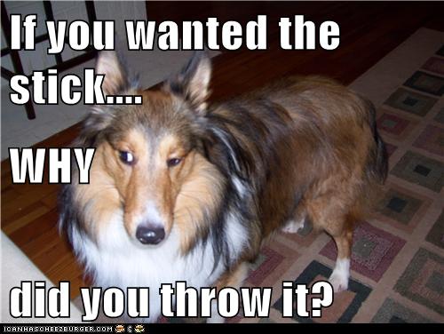 I Has A Hotdog - sheltie - Funny Dog Pictures | Dog Memes | Puppy