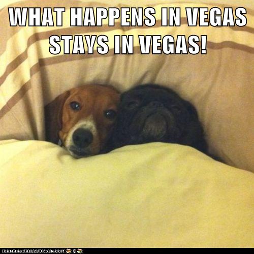 funny beagle pictures with captions