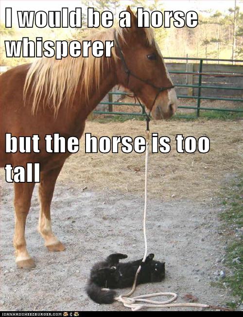 Animal Capshunz horse whisperer Funny animal pictures with captions