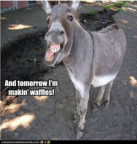I Can Has Cheezburger? - shrek - Funny Animals Online - Cheezburger