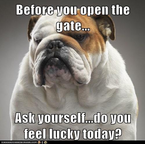 Are you feelin lucky? - I Has A Hotdog - Dog Pictures - Funny pictures ...