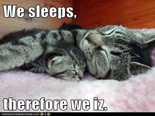 We sleeps, therefore we iz. - Lolcats - lol | cat memes | funny cats ...