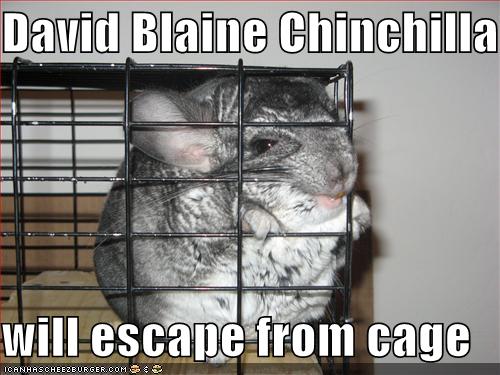 chinchilla escaped cage
