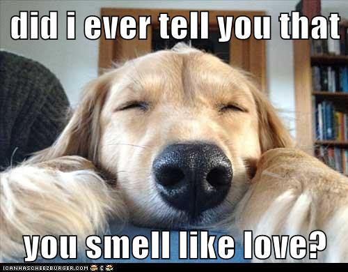 Love is in the air... - I Has A Hotdog - Dog Pictures - Funny pictures ...