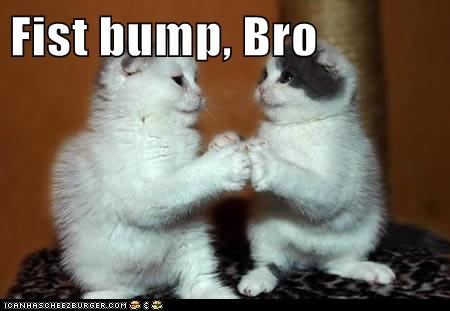 fist pump cat