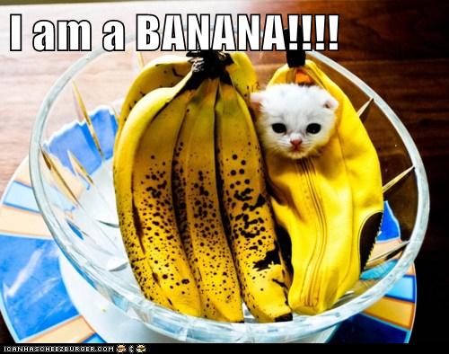 I Am A Banana Lolcats Lol Cat Memes Funny Cats Funny Cat Pictures With Words On Them Funny Pictures Lol Cat Memes Lol Cats