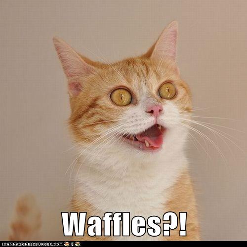 Waffles?! Lolcats lol cat memes funny cats funny cat pictures with words on them