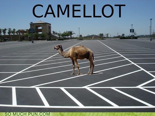 Puns - camel - Funny Puns - Pun Pictures - Cheezburger