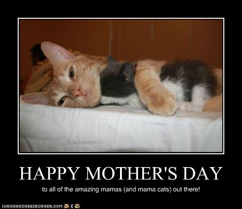 Happy cat hot sale mom day