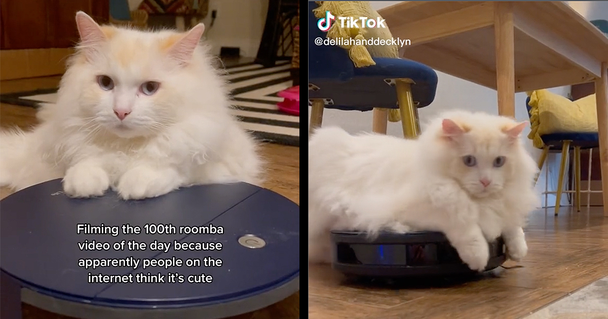 Cat on best sale a roomba