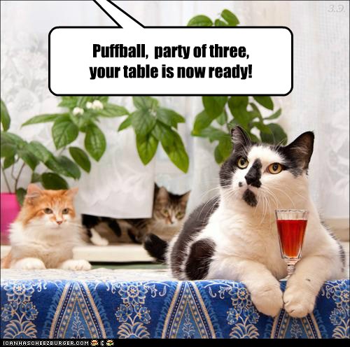 Cat Dinner Party - Frotoki Youtube : Cat dinner parties are complicated | yesterdaze lolz.