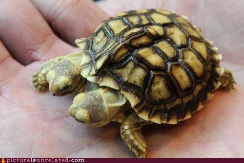 Twice The Turtle Trouble Picture Is Unrelated Funny Picture Funny Video Wtf Wtf Pics
