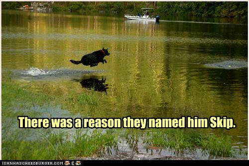 The name's Stones. Skip Stones. - I Has A Hotdog - Dog Pictures - Funny ...