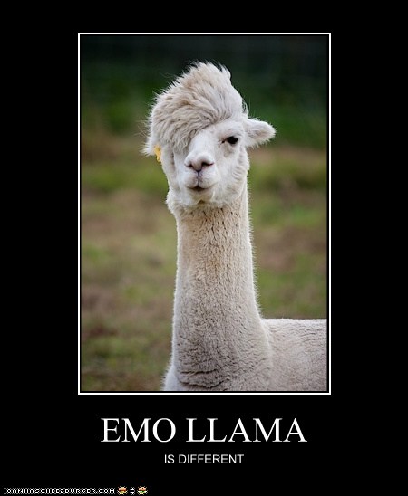 EMO LLAMA - Animal Comedy - Animal Comedy, funny animals ...