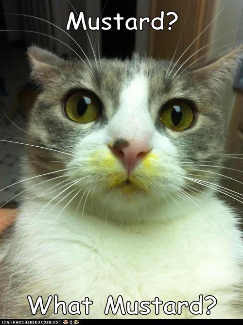 Mustard? What Mustard? Lolcats lol cat memes funny cats funny cat pictures with words