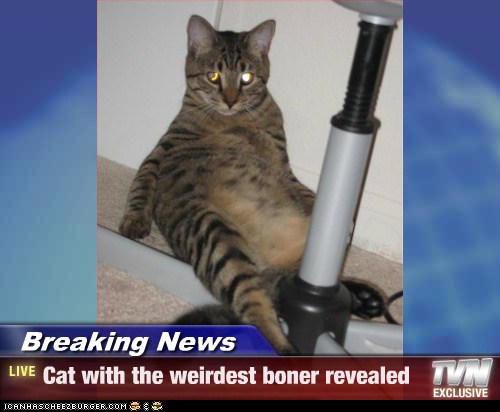 Breaking News - Cat with the weirdest boner revealed ...