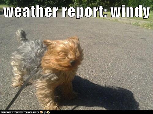 Weather report: windy - I Has A Hotdog - Dog Pictures 