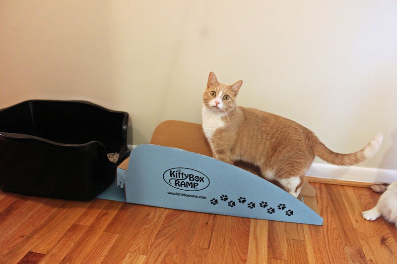 The Kitty Box Ramp Is a New Brilliant Solution For Senior Or Disabled