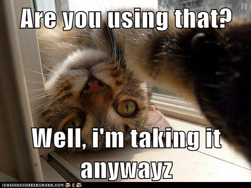 Are you using that? - Lolcats - lol | cat memes | funny cats | funny ...