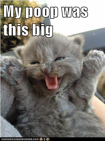 My poop was this big - Lolcats - lol  cat memes  funny cats  funny cat pictures with words on 