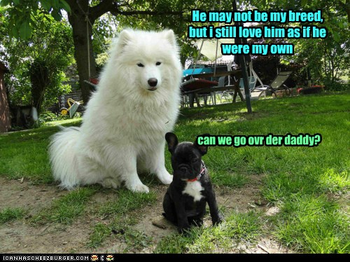 I Has A Hotdog - samoyed - Page 2 - Funny Dog Pictures | Dog Memes