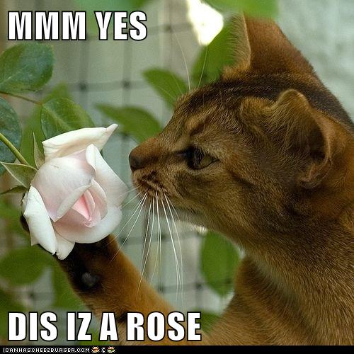 Lolcats - plant - Page 2 - LOL at Funny Cat Memes - Funny cat pictures ...