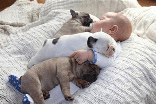 This Photo Series Of An Adorable Baby With His Three Pug Puppies Is Too Cute To Handle I Can Has Cheezburger