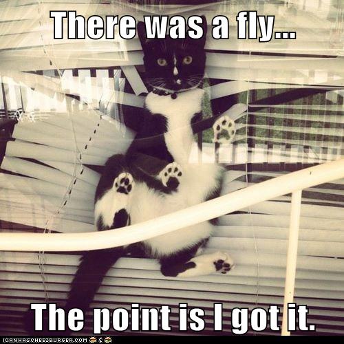 There was a fly... Lolcats lol cat memes funny cats funny cat