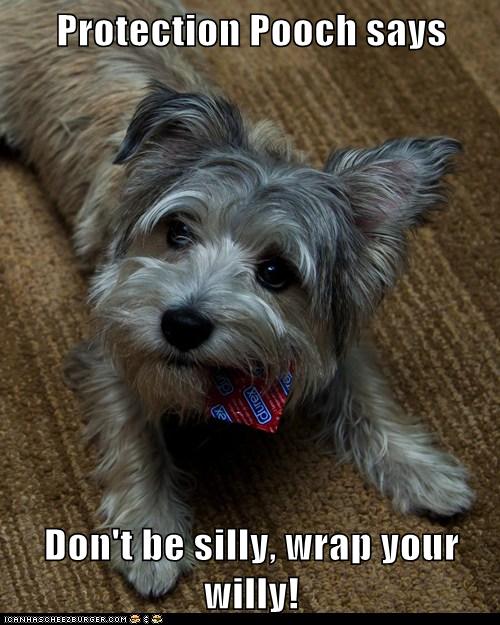 Protection Pooch Says Don T Be Silly Wrap Your Willy Cheezburger Funny Memes Funny Pictures