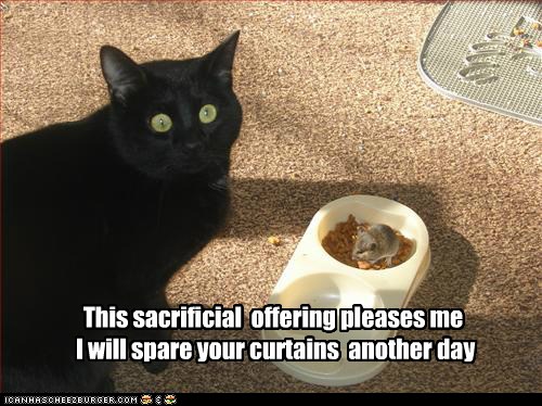 Praise Basement Cat! - Lolcats - lol | cat memes | funny cats | funny ...