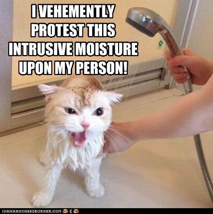 Lolcats - bath - Page 5 - LOL at Funny Cat Memes - Funny cat pictures ...