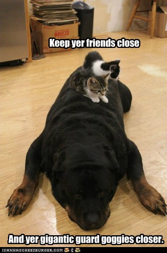 Keep yer friends close - Lolcats - lol  cat memes  funny 