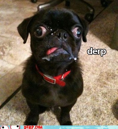 Derp - pug - Derp Face Derps - hurr durr derp face - derp - Cheezburger