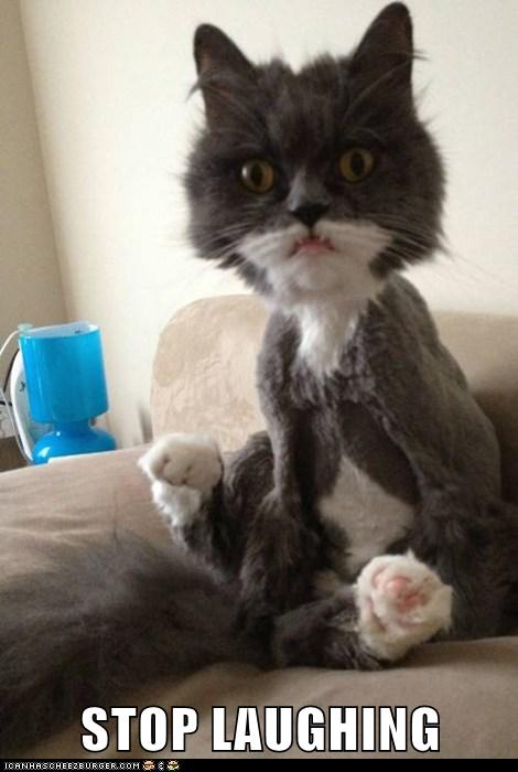 STOP LAUGHING - Lolcats - lol | cat memes | funny cats | funny cat