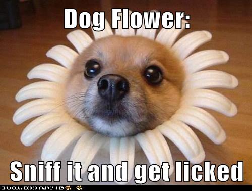 Dog Flower - I Has A Hotdog - Dog Pictures - Funny ...