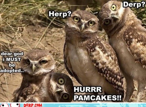 Derp - owls - Derp Face Derps - hurr durr derp face - derp - Cheezburger