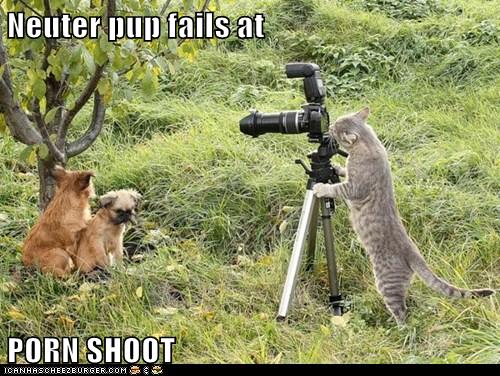 Neuter pup fails at PORN SHOOT - I Has A Hotdog - Dog Pictures ...
