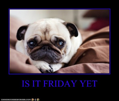 IS IT FRIDAY YET I Has A Hotdog Dog Pictures Funny IS IT FRIDAY YET I Has A Hotdog Dog Pictures Funny